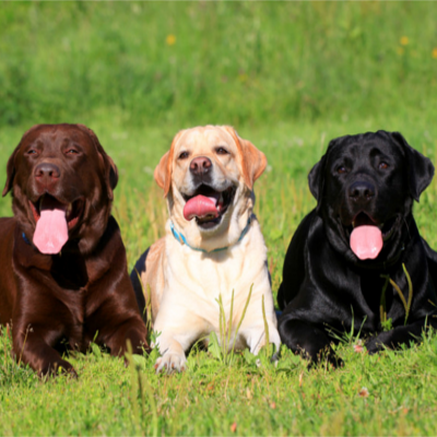 Labradors