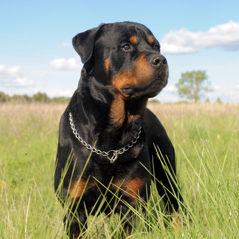 Rottweilers